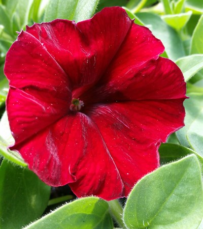 Petunia Easy Wave® Red Velour